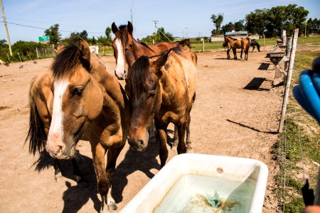 19.11.2019 - 5ª edição do projeto Adoção de cavalos - Foto Michel Corvello