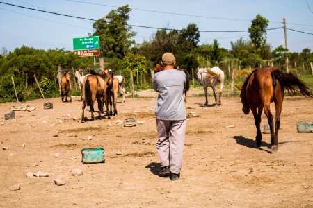 19.11.2019 - 5ª edição do projeto Adoção de cavalos - Foto Michel Corvello