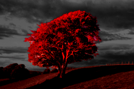 Red Oak photo
