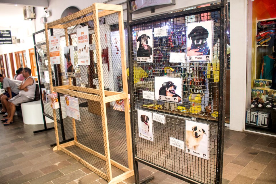 03.01.2020 - Exposição de fotos dos animais disponíveis para adoção no Canil Municipal - Foto Michel Corvello