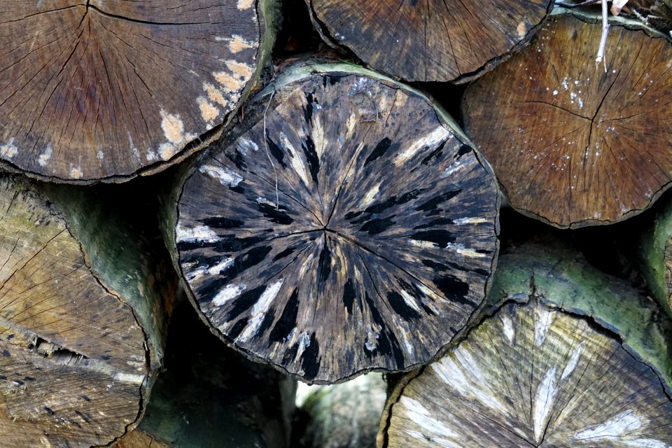 old logs