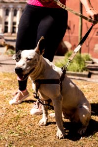 07.12.2019 - Cãominhada da 2ª Semana de Proteção Animal - Foto: Gustavo Vara