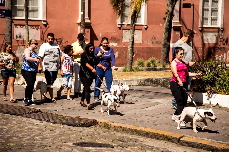07.12.2019 - Cãominhada da 2ª Semana de Proteção Animal - Foto: Gustavo Vara
