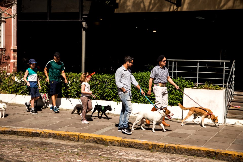 07.12.2019 - Cãominhada da 2ª Semana de Proteção Animal - Foto: Gustavo Vara