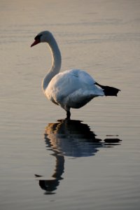 swan photo