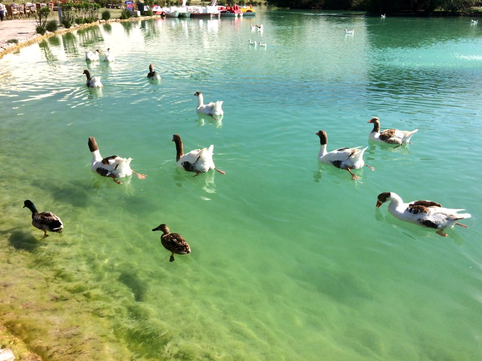 Ducks in Pamukkale