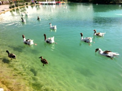 Ducks in Pamukkale