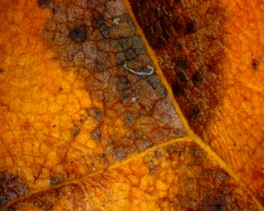 Oak Leaf 01