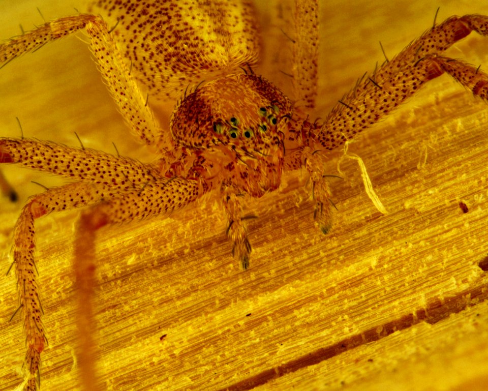 Philodromus rufus 03 10x