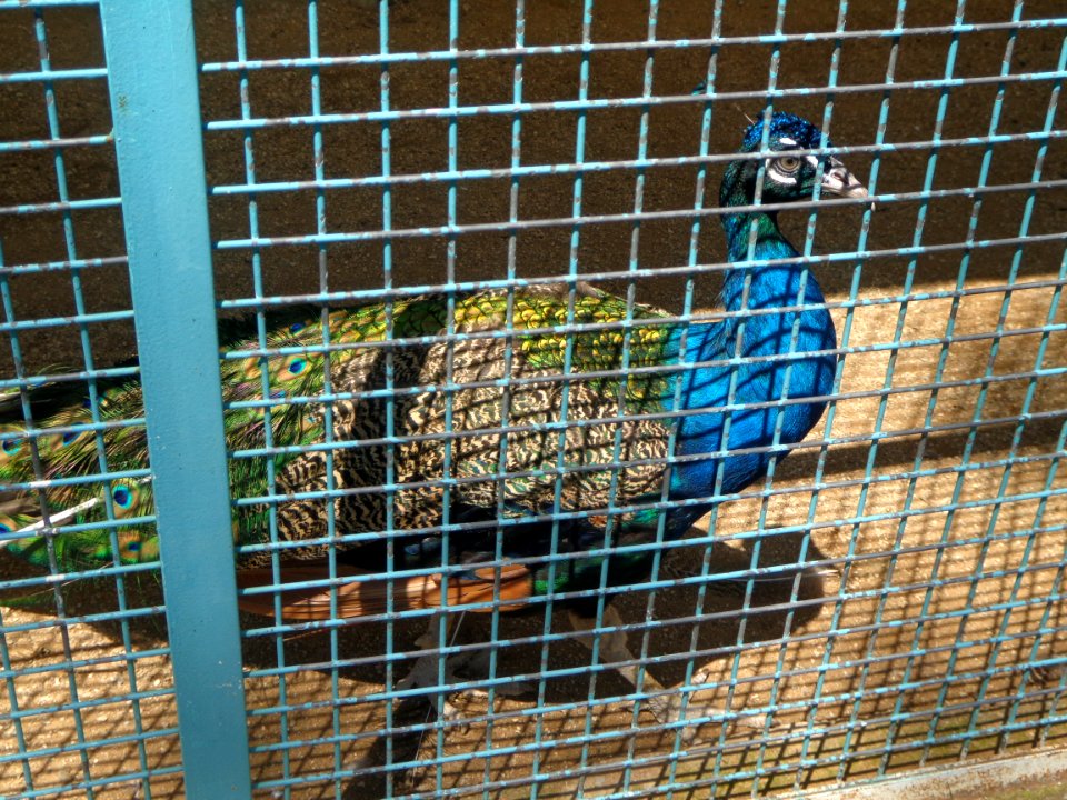 Peacock