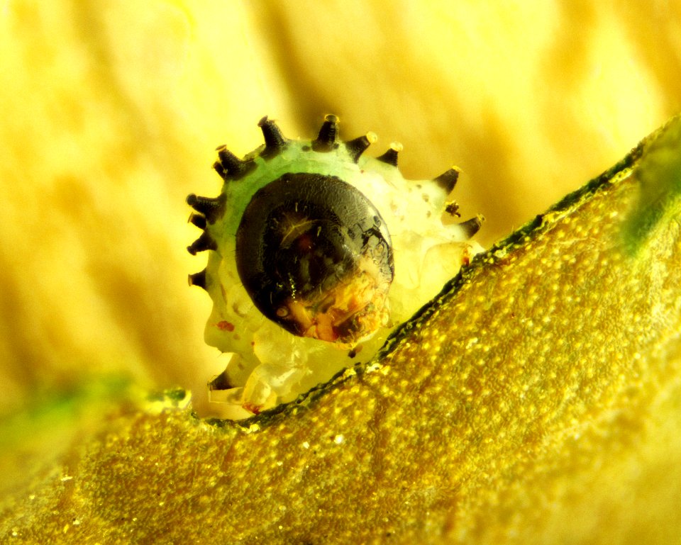 Caterpillar Munching Hibiscus 02 20x