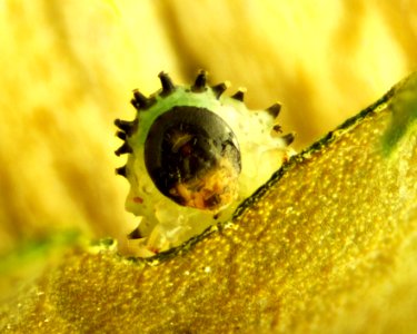 Caterpillar Munching Hibiscus 02 20x photo