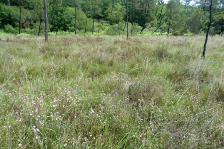4020 Lande humide a Erica tetralix - Estiraux Nord-Ouest - 2017-06-20 FBE (3)
