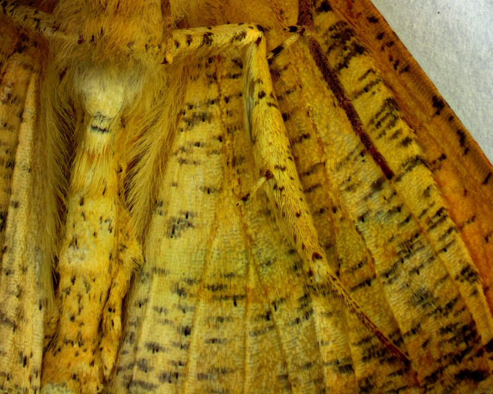 Prochoerodes lineola