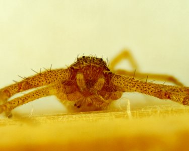 Philodromus rufus 02 10x photo