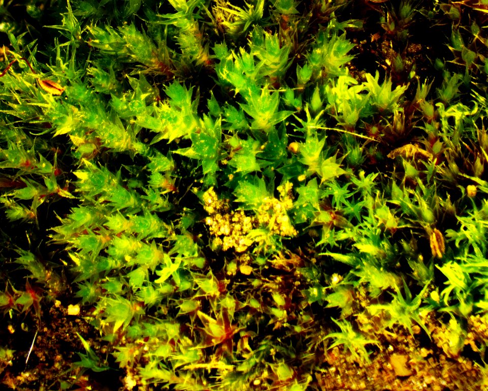 Leucobryum moss 10x 01