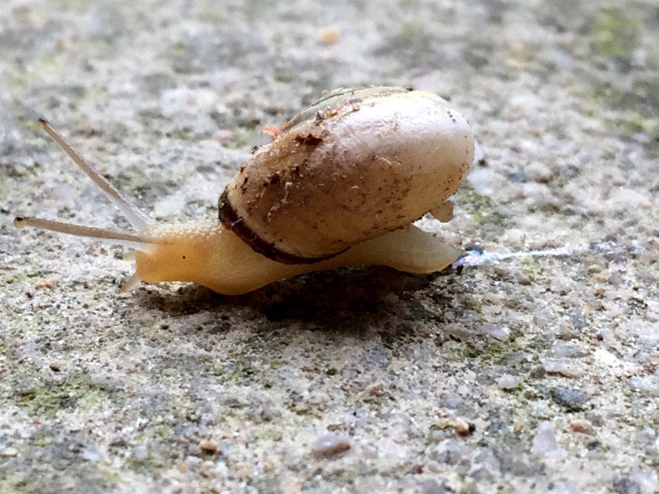 Snail