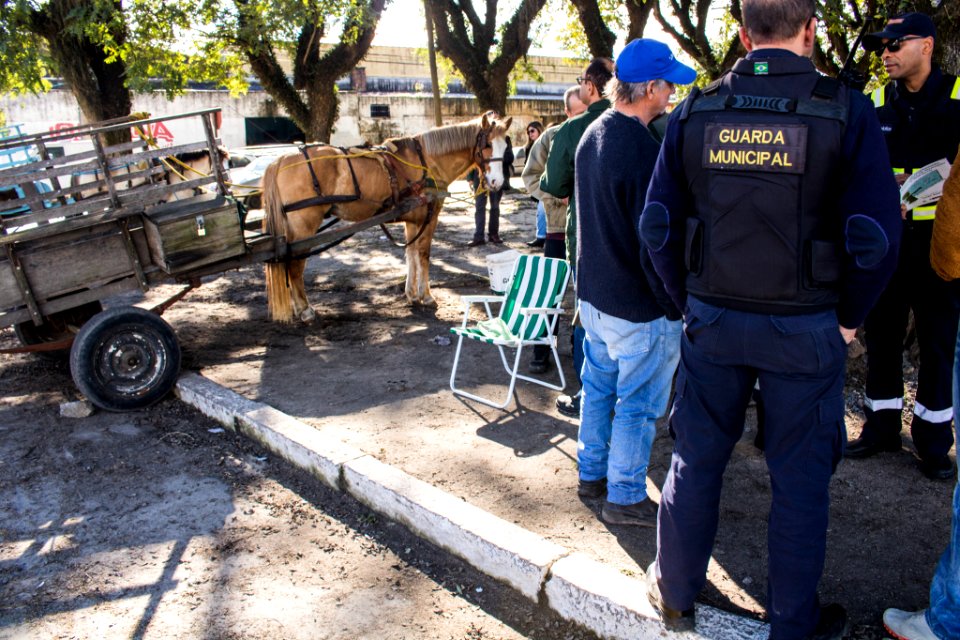 31.07.2019 - Blitz de maus tratos aos cavalos - Foto Michel Corvello