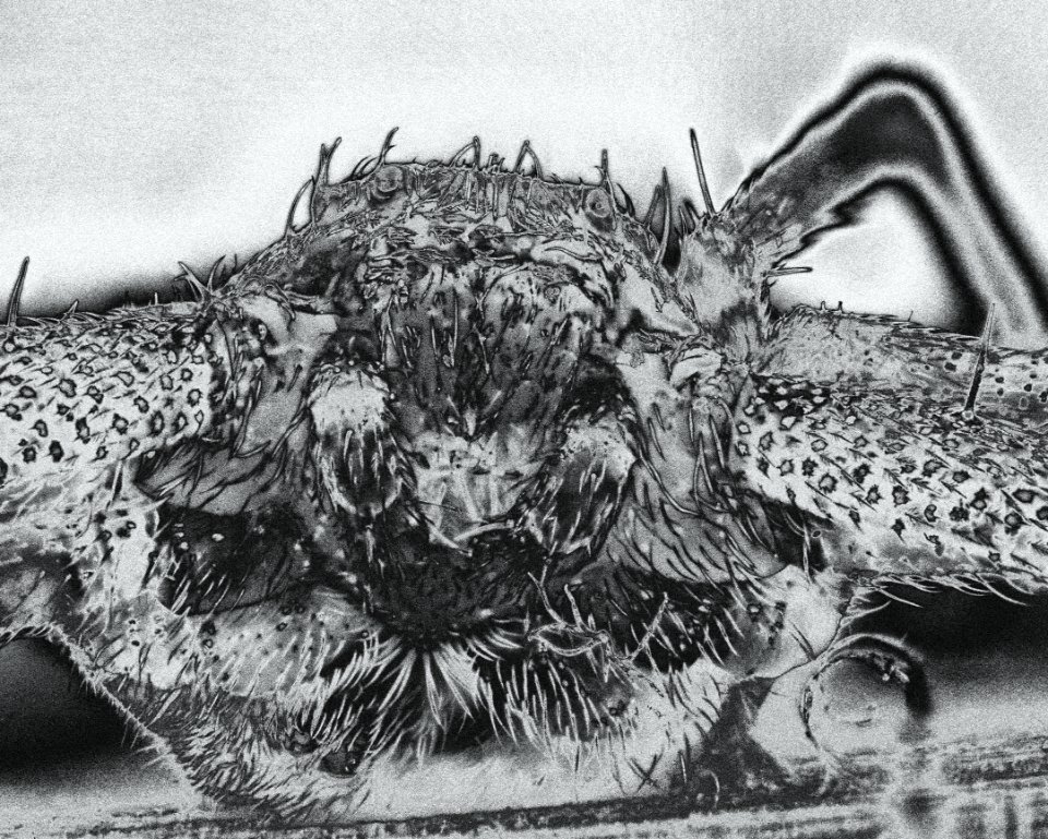 Spider