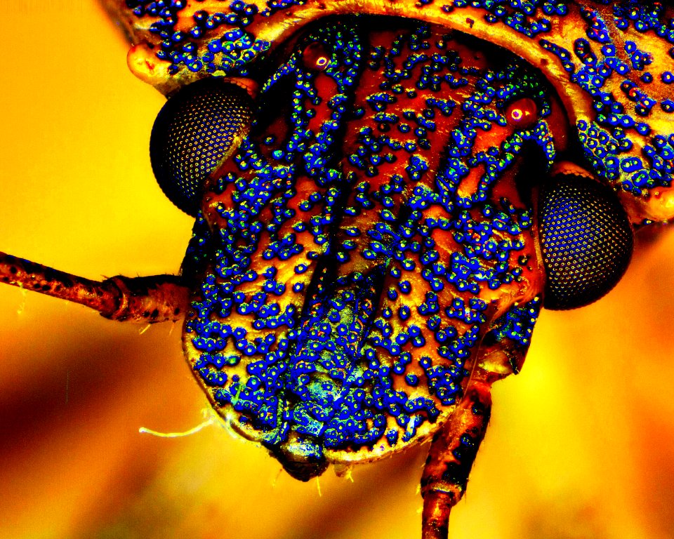 Stinkbug