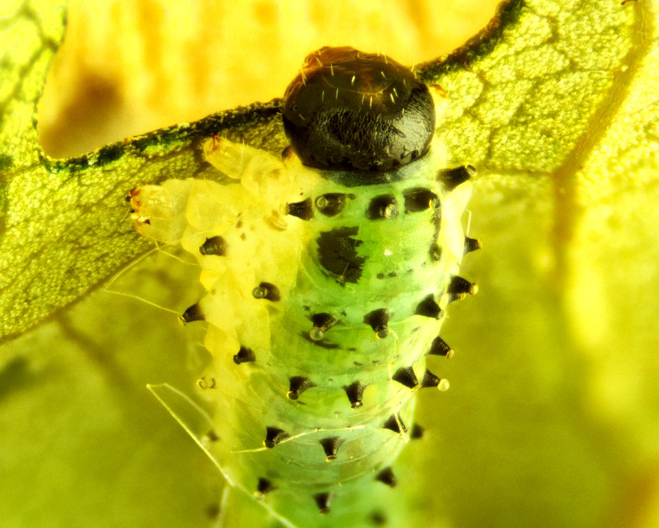 Caterpillar Munching Hibiscus 01 20x