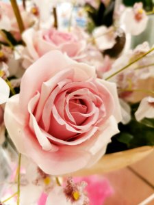 YOU ARE LIKE A ROSE
