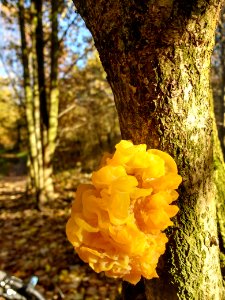 nice yellow mushroom? in autumn sun
