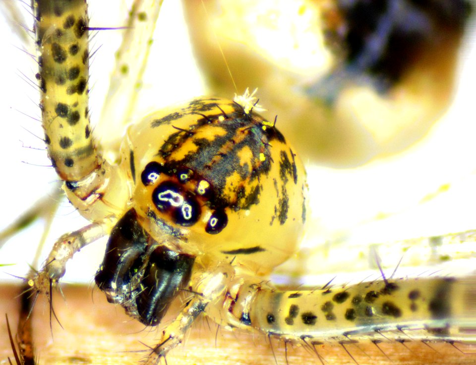 Spider Close-up 01