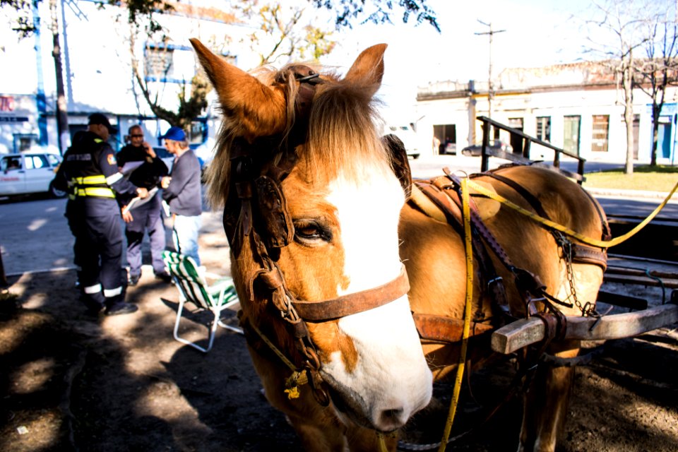 31.07.2019 - Blitz de maus tratos aos cavalos - Foto Michel Corvello