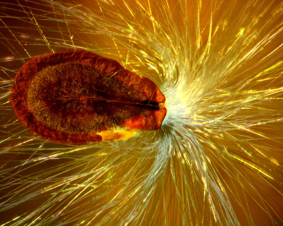 Milkweed Seed 01
