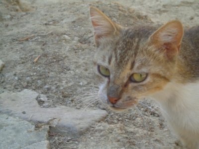 Cat photo