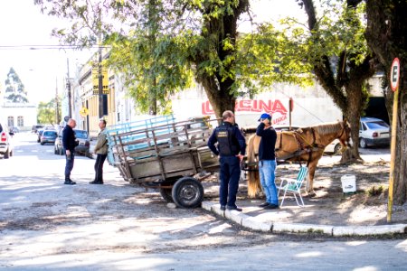 31.07.2019 - Blitz de maus tratos aos cavalos - Foto Michel Corvello