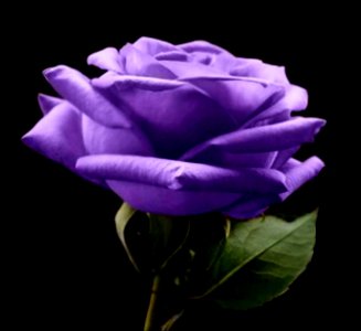 Lilac Rose photo