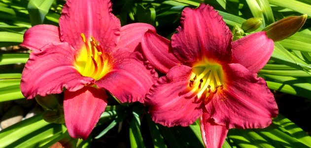 Red Lillies photo