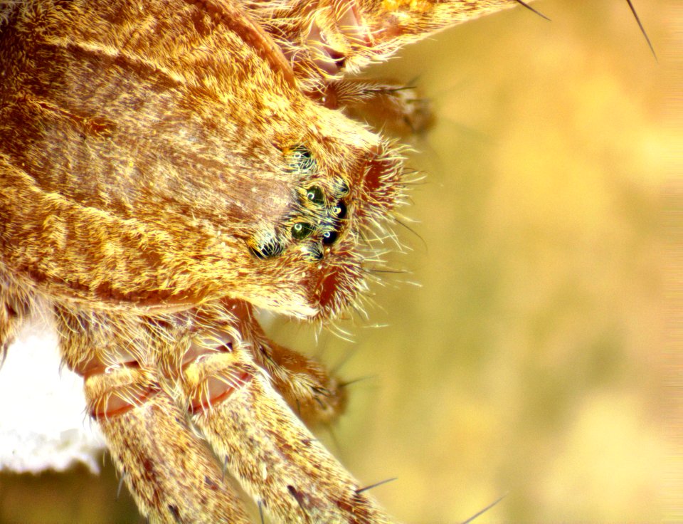 Fishing Spider 01