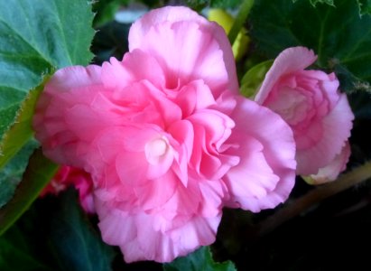 Pink Begonia photo