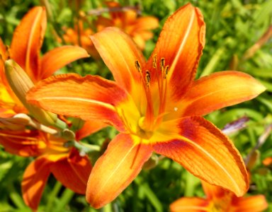 Orange Lilly 2