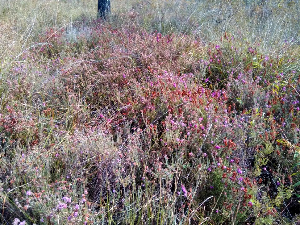 4020 Lande humide a Erica tetralix et E. ciliaris - Estiraux Nord-Iscas - 2017-09-21 FBE (1)