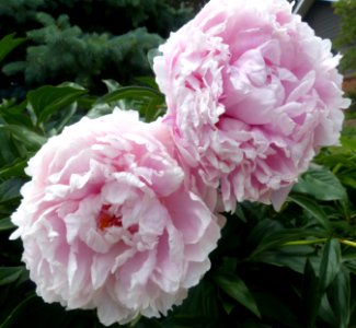 Peonies photo