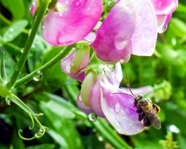 Pink and Purple Sweet Pea
