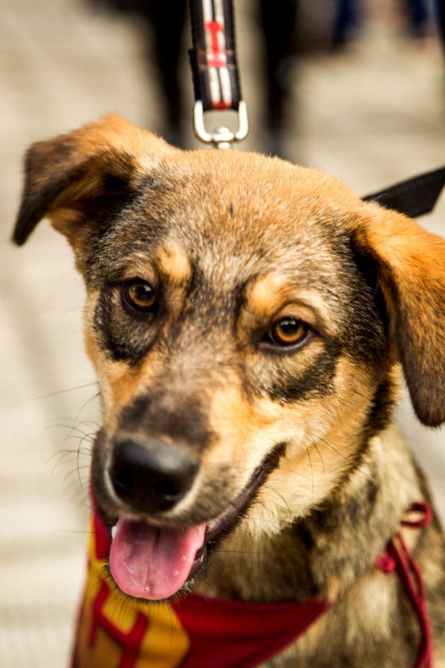 21.05.2019 - Prefeita Paula Mascarenhas realiza o lançamento do Selo Empresa Amiga dos Animais - Foto: Gustavo Vara