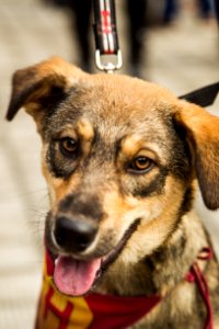 21.05.2019 - Prefeita Paula Mascarenhas realiza o lançamento do Selo Empresa Amiga dos Animais - Foto: Gustavo Vara
