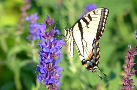 Western Tiger Swallowtail photo