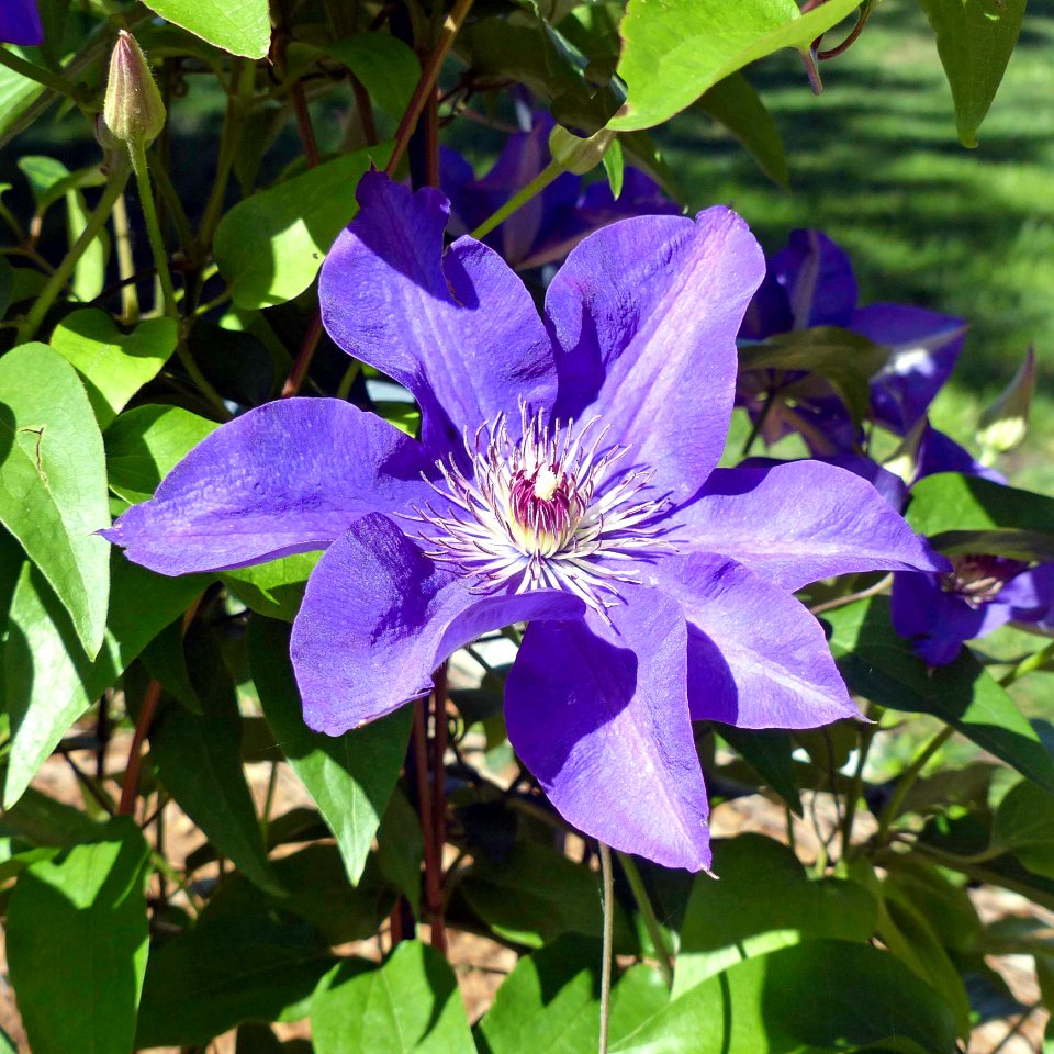 Clematis