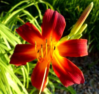 Red Lilly photo