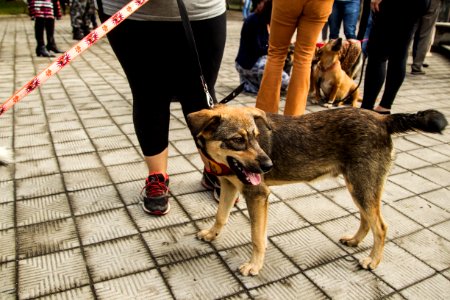 21.05.2019 - Prefeita Paula Mascarenhas realiza o lançamento do Selo Empresa Amiga dos Animais - Foto: Gustavo Vara