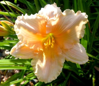 Peach Lilly