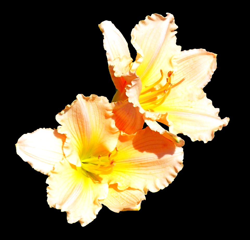 Peach Lillies photo