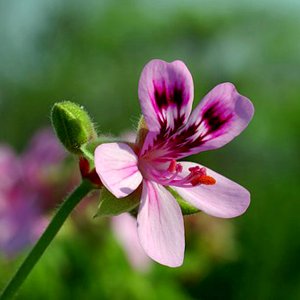 Pelargonium