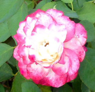 Red and White Rose photo